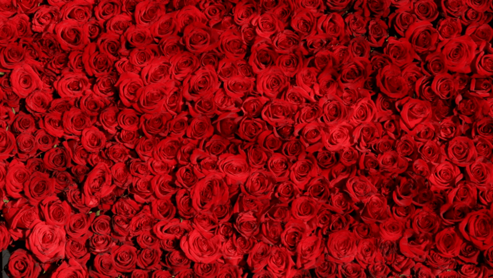 red roses